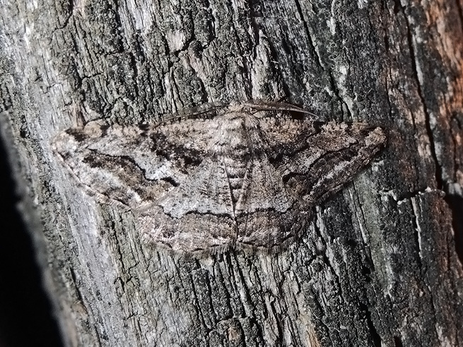 Menophra japygiaria. No, Synopsia sociaria - Geometridae